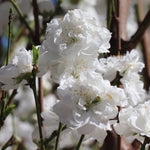 Corinthian White Double Flowering Peach Tree