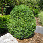 American Boxwood is similar to English but unpruned is the largest boxwood.