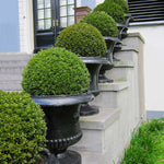 Boxwoods do very well in pots requiring very little maintenance.