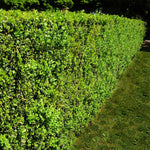 The American is a great boxwood for hedges.