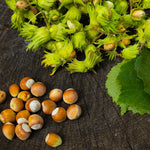 The American Hazelnut tree is the only hazelnut tree that does not need a polinator.