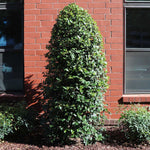 Greenleaf Holly is easy to prune if desired.