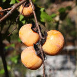 American Persimmon trees are more disease resistant and cold hardy than Asian ones.