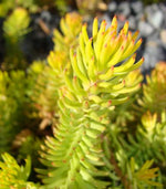 Images shown are of mature plants