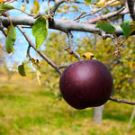 Arkansas Black Apple trees produce a crunchy medium sized apple.