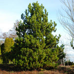 Austrian Pine Tree