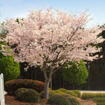 Get this FALL blooming cherry tree that may even repeat bloom in warm winters.