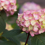 Hydrangea color will depend on your soil acidity.  Changing the bloom color is easy with <a href=