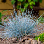 Blue Festuca Grass (Blue Fescue)