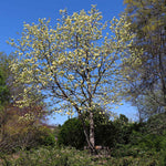 Butterfly Magnolia Tree