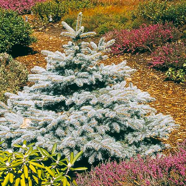 Baby Blue Spruce Trees for Sale –