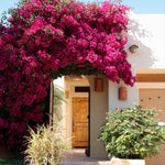 Bougainvillea are vigorous vines that will spread vertically and horizontally.