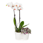White Orchid and Zebrina Plant