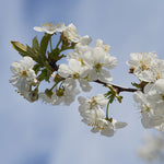Your cherry tree will bloom with white flowers every spring.