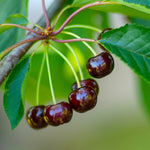 Sweet and juicy the Black Tartarian Cherry ripens in June.