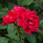 Color of the Blaze rose is red with pinkish undertones.