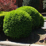 Titan Boxwood has been bred for it's color and dense foliage.
