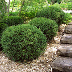Wintergreen Boxwood is an Asian boxwood bred to be colorfast.