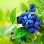 Brightwell Blueberry shrubs produce rabbiteye berries that are darker than most.