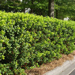 Dwarf Burford Hollies are classic mid-height hedges.