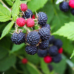 Black Raspberry Bush