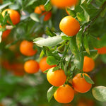 California Honey Mandarins are prolific bearers.