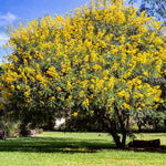 Cassia Tree