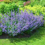 Long blooming catmint starts in late spring.