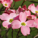 Cherokee Chief has deep pink blooms with white centers.