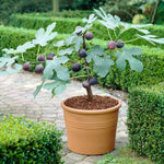 Chicago Hardy Fig makes a great patio plant.