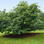 Chinese Chestnut Tree
