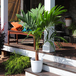 Christmas Palms also look great on your patio or indoors.