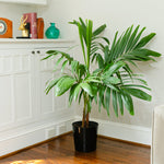 Christmas Palms are great as indoor container plants.