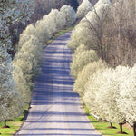 Cleveland Pear Trees have full white blooms in spring.
