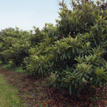 Our Cold Hardy Mexicola Grande Avocado can tolerate temperatures as low as 20 degrees once mature.
