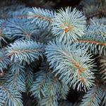 It's the wax on the Blue Spruce's needles that create its color, this color may vary if the wax is worn away from weather elements like snow, hot sun or other exposure.
