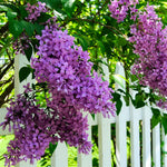 Common Purple Lilac Plant