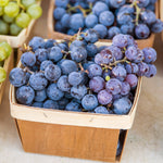 Your Concord grapes will be ripe in late September.
