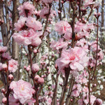 Corinthian Rose Double Flowering Peach Tree