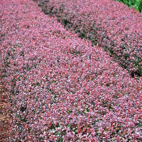 crimson pygmy barberry winter