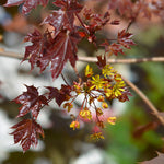 Crimson Maple gives you yellow flowers in spring before it produces red seed pods.