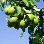 D'Anjou Pear Trees have fruit that ripens in fall.