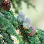 Cones on the Deodar Cedar grow vertically. 