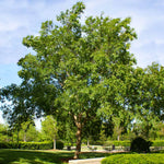 The Drake Chinese Elm Tree has a slightly more weeping habit than other Chinese Elms.