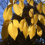 The leaves turn a flat yellow in fall.