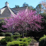 American classic Eastern Redbud heralds the start of spring with purple blossoms.