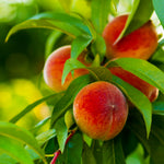 Elberta Peach Tree fruit reaches maturity in September.