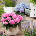Hydrangea color will depend on your soil acidity.  Changing the bloom color is easy with <a href=