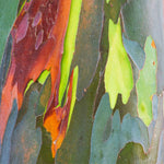 As bark peels it reveals layers of color underneath