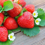 Everbearing Strawberry Plant